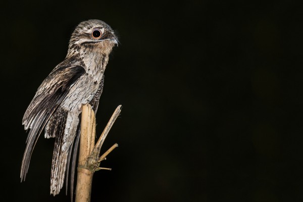 Common Potoo, Trinidad, Trinidad & Tobago, Trinidad Birding Tour, Trinidad Birding & Nature, Naturalist Journeys, Caligo Ventures, Tobago Birding, Tobago Birding & nature