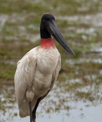 Jabiru, Birding Brazil, Bird watching Brazil, Brazil, South American Birds, Naturalist Journeys, Wildlife Tour, Wildlife Photography, Ecotourism, Specialty Birds, Endemic Birds, Birding Hotspot, Jaguar, Pantanal