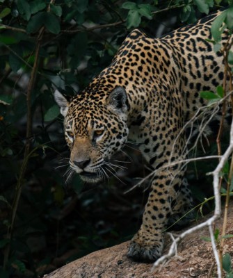 Jaguar, Birding Brazil, Bird watching Brazil, Brazil, South American Birds, Naturalist Journeys, Wildlife Tour, Wildlife Photography, Ecotourism, Specialty Birds, Endemic Birds, Birding Hotspot, Jaguar, Pantanal