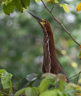 Tiger Heron, Birding Brazil, Bird watching Brazil, Brazil, South American Birds, Naturalist Journeys, Wildlife Tour, Wildlife Photography, Ecotourism, Specialty Birds, Endemic Birds, Birding Hotspot, Jaguar, Pantanal