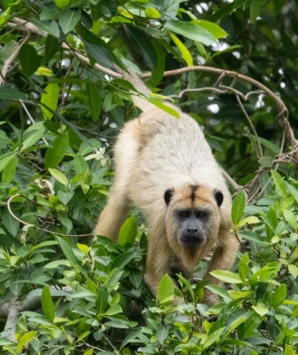 Howler Monkey, Birding Brazil, Bird watching Brazil, Brazil, South American Birds, Naturalist Journeys, Wildlife Tour, Wildlife Photography, Ecotourism, Specialty Birds, Endemic Birds, Birding Hotspot, Jaguar, Pantanal