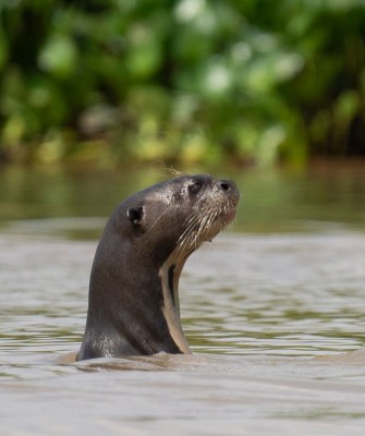 Giant River Otter, Birding Brazil, Bird watching Brazil, Brazil, South American Birds, Naturalist Journeys, Wildlife Tour, Wildlife Photography, Ecotourism, Specialty Birds, Endemic Birds, Birding Hotspot, Jaguar, Pantanal