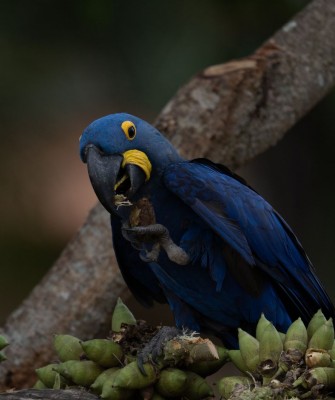 Hyacinth Macaws, Birding Brazil, Bird watching Brazil, Brazil, South American Birds, Naturalist Journeys, Wildlife Tour, Wildlife Photography, Ecotourism, Specialty Birds, Endemic Birds, Birding Hotspot, Jaguar, Pantanal