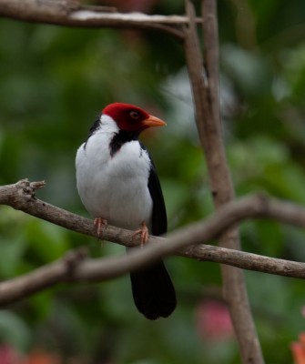 Yellow-billed Cardinal, Birding Brazil, Bird watching Brazil, Brazil, South American Birds, Naturalist Journeys, Wildlife Tour, Wildlife Photography, Ecotourism, Specialty Birds, Endemic Birds, Birding Hotspot, Jaguar, Pantanal