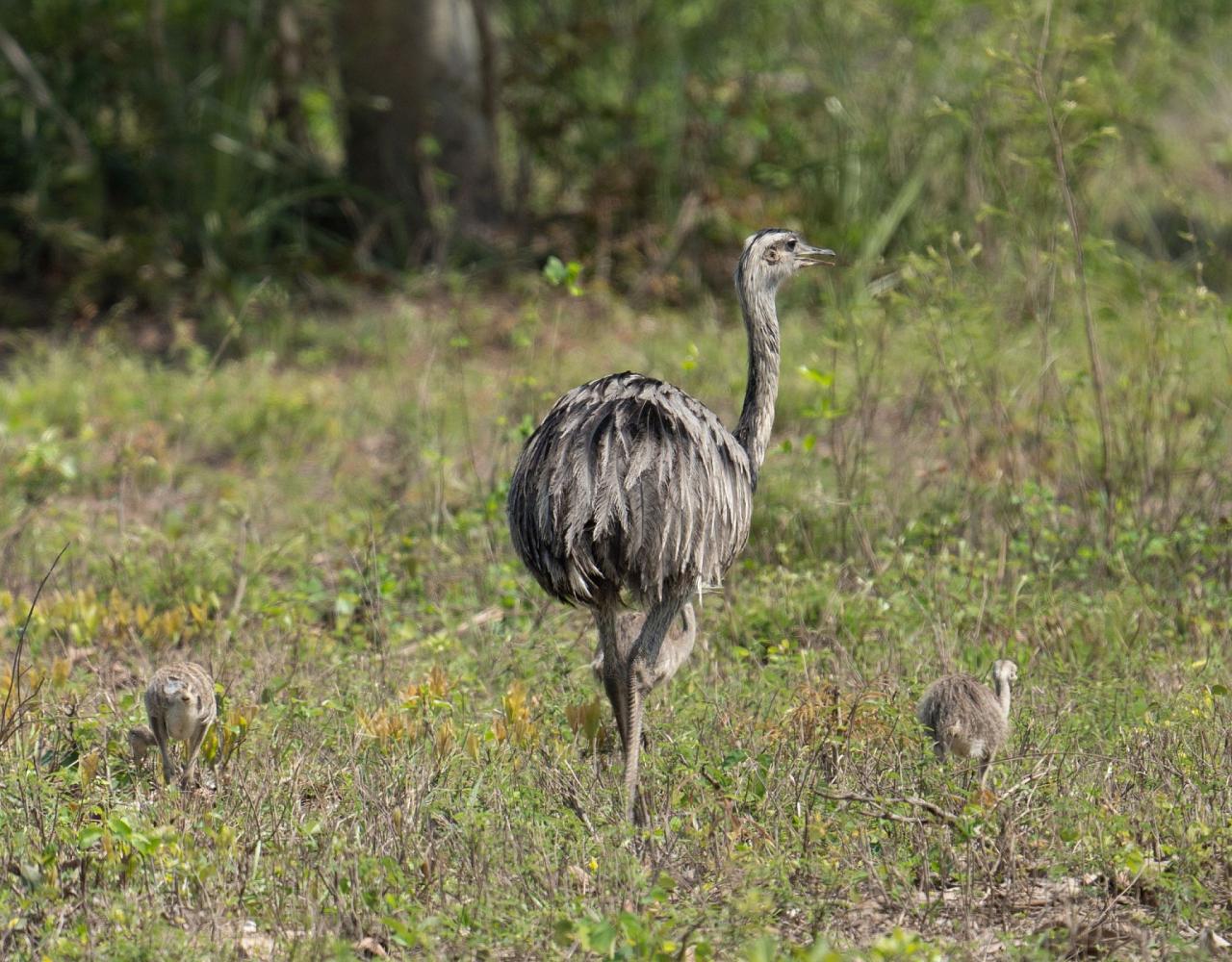 Birding Brazil, Bird watching Brazil, Brazil, South American Birds, Naturalist Journeys, Wildlife Tour, Wildlife Photography, Ecotourism, Specialty Birds, Endemic Birds, Birding Hotspot, Jaguar, Pantanal