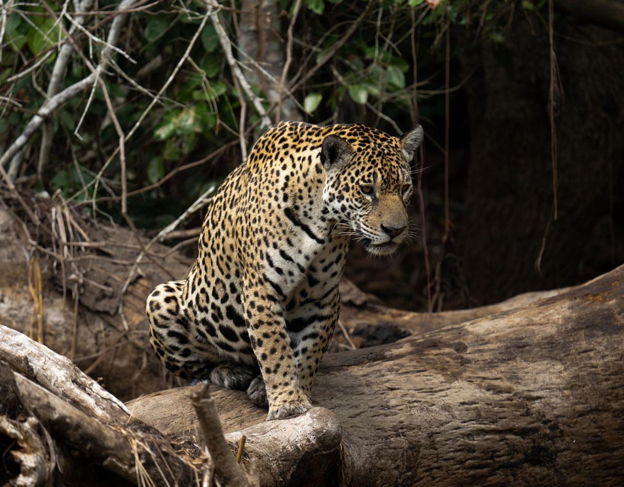 Birding Brazil, Bird watching Brazil, Brazil, South American Birds, Naturalist Journeys, Wildlife Tour, Wildlife Photography, Ecotourism, Specialty Birds, Endemic Birds, Birding Hotspot, Jaguar, Pantanal