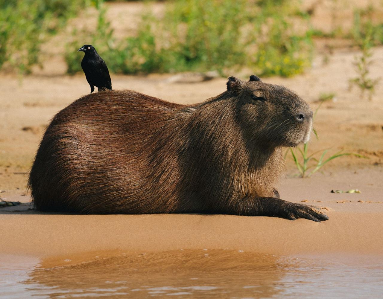 Birding Brazil, Bird watching Brazil, Brazil, South American Birds, Naturalist Journeys, Wildlife Tour, Wildlife Photography, Ecotourism, Specialty Birds, Endemic Birds, Birding Hotspot, Jaguar, Pantanal