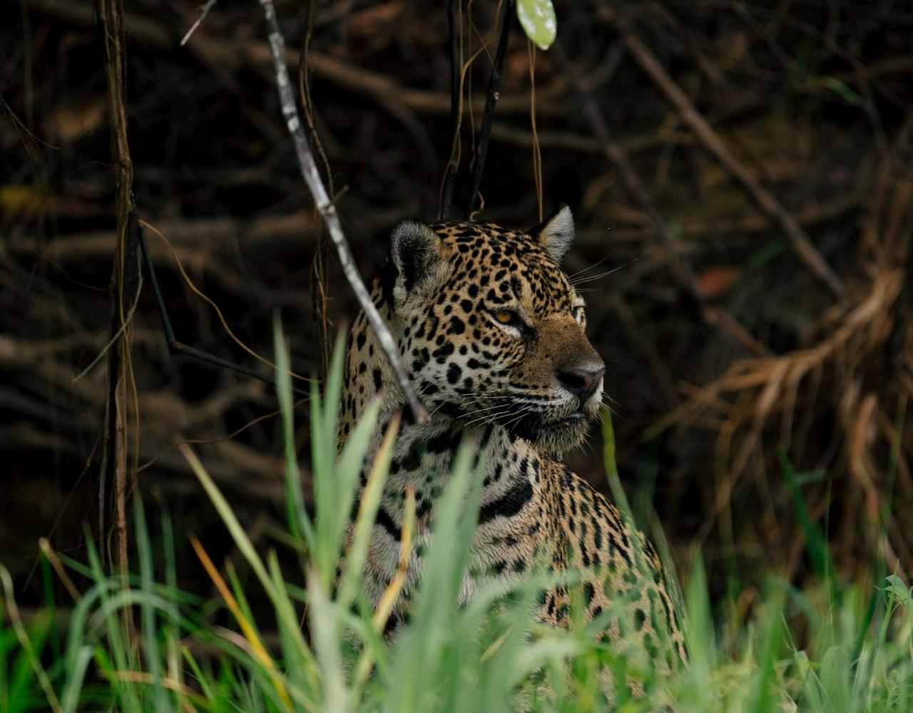 Birding Brazil, Bird watching Brazil, Brazil, South American Birds, Naturalist Journeys, Wildlife Tour, Wildlife Photography, Ecotourism, Specialty Birds, Endemic Birds, Birding Hotspot, Jaguar, Pantanal