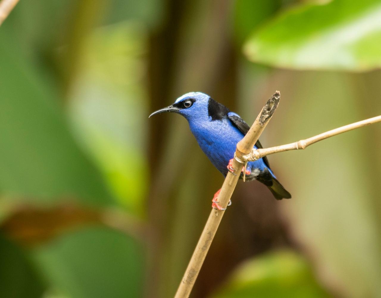 Birding Belize, Bird Watching Belize, Bird Watching Central America, Neotropical Birds, Naturalist Journeys, Wildlife Tour, Wildlife Photography, Ecotourism, Specialty Birds, Endemic Birds, Birding Hotspot, Lamanai 