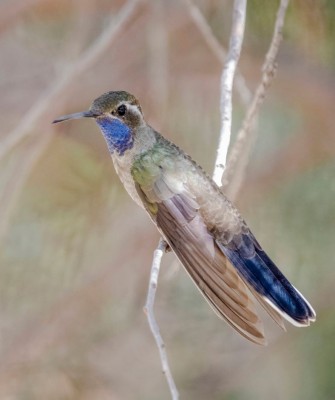 Birding Arizona, Bird Watching Arizona, Naturalist Journeys, Wildlife Tour, Wildlife Photography, Ecotourism, Specialty Birds, Endemic Birds, Birding Hotspot, Sky Islands, Saguaro National Park