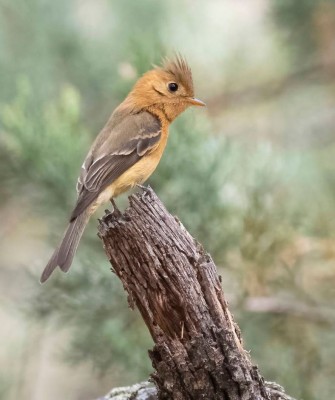 Birding Arizona, Bird Watching Arizona, Naturalist Journeys, Wildlife Tour, Wildlife Photography, Ecotourism, Specialty Birds, Endemic Birds, Birding Hotspot, Sky Islands, Saguaro National Park