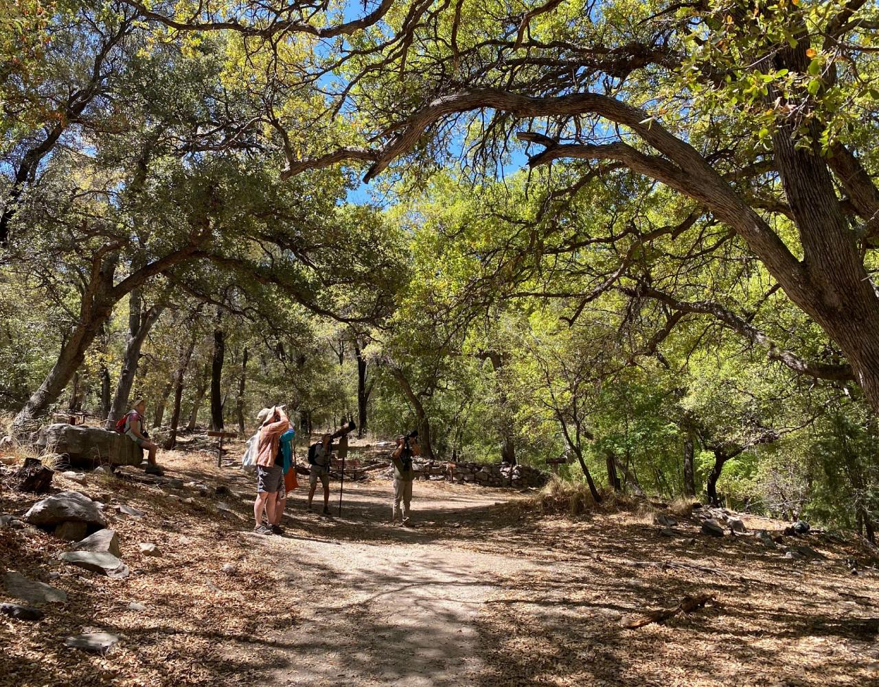 Birding Arizona, Bird Watching Arizona, Naturalist Journeys, Wildlife Tour, Wildlife Photography, Ecotourism, Specialty Birds, Endemic Birds, Birding Hotspot, Sky Islands, Saguaro National Park