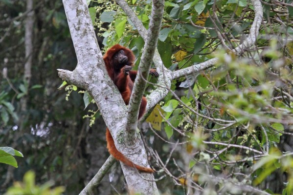 Red Howler Monkey, Colombia birding tour, Colombia, Colombia Nature Tour, Santa Marta, Naturalist Journeys 