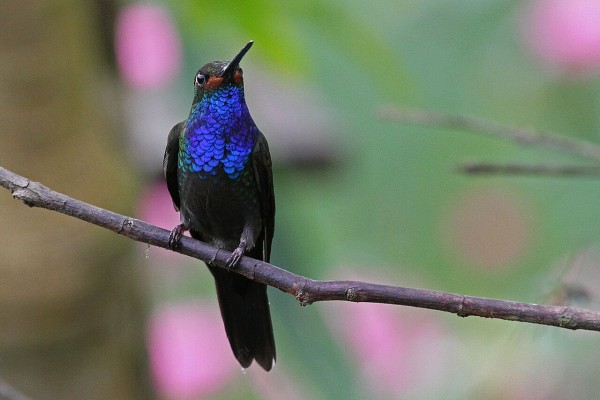 White-tailed Hillstar, Colombia birding tour, Colombia, Colombia Nature Tour, Santa Marta, Naturalist Journeys 