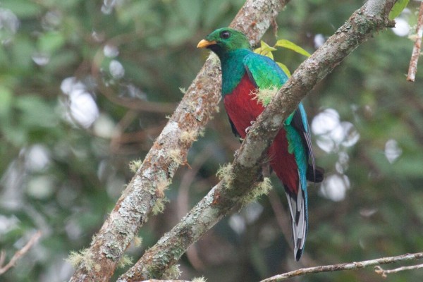 White-tipped Quetzal, Colombia birding tour, Colombia, Colombia Nature Tour, Santa Marta, Naturalist Journeys 
