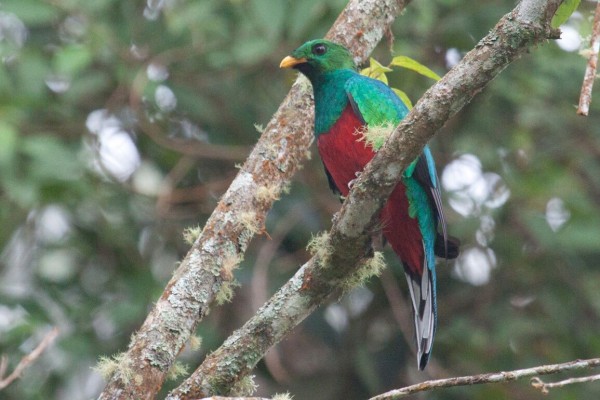 White-tipped Quetzal, Colombia birding tour, Colombia, Colombia Nature Tour, Santa Marta, Naturalist Journeys