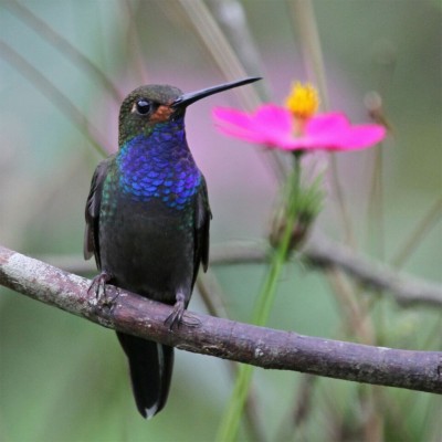 White-tailed Hillstar, Colombia birding tour, Colombia, Colombia Nature Tour, Santa Marta, Naturalist Journeys 
