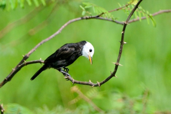 White-headed Marsh-Tyrant, Colombia birding tour, Colombia, Colombia Nature Tour, Santa Marta, Naturalist Journeys 