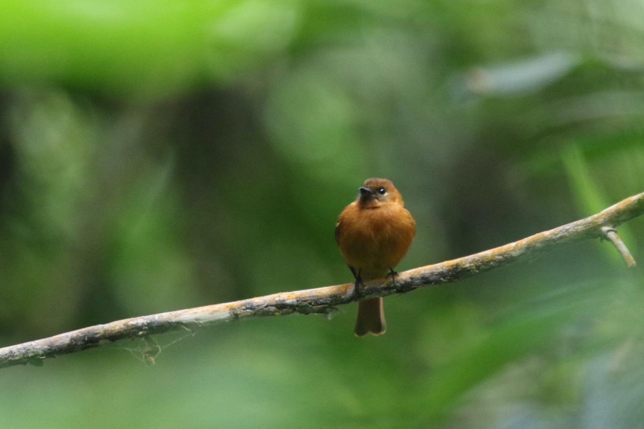 Cinnamon Flycatcher, Colombia Nature Tour, Colombia Birding Tour, Santa Marta, Naturalist Journeys
