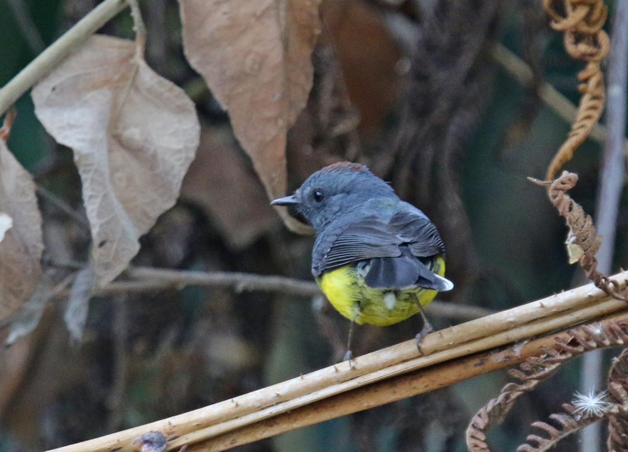 Slate-throated Redstart, Colombia Nature Tour, Colombia Birding Tour, Santa Marta, Naturalist Journeys