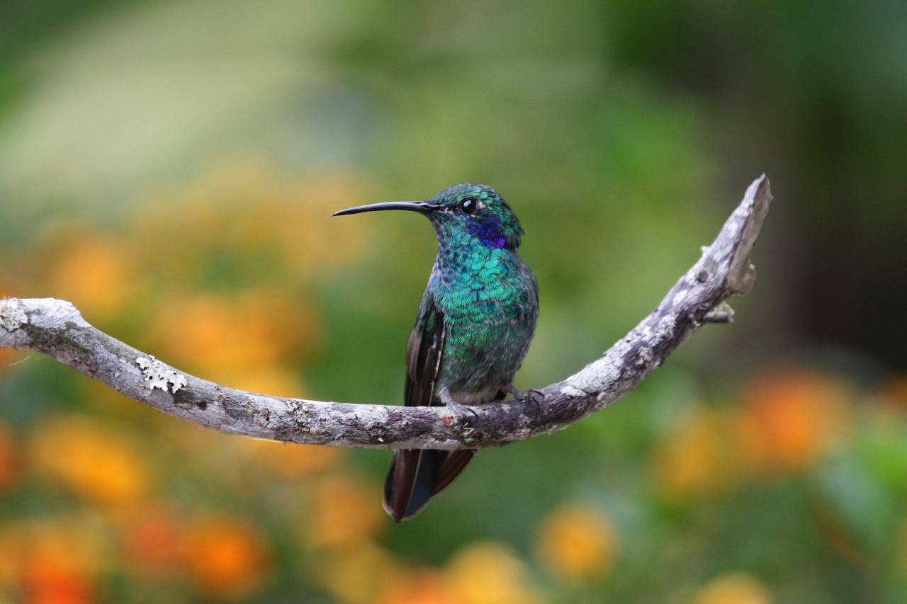 Sparkling Violetear, Colombia Nature Tour, Colombia Birding Tour, Santa Marta, Naturalist Journeys