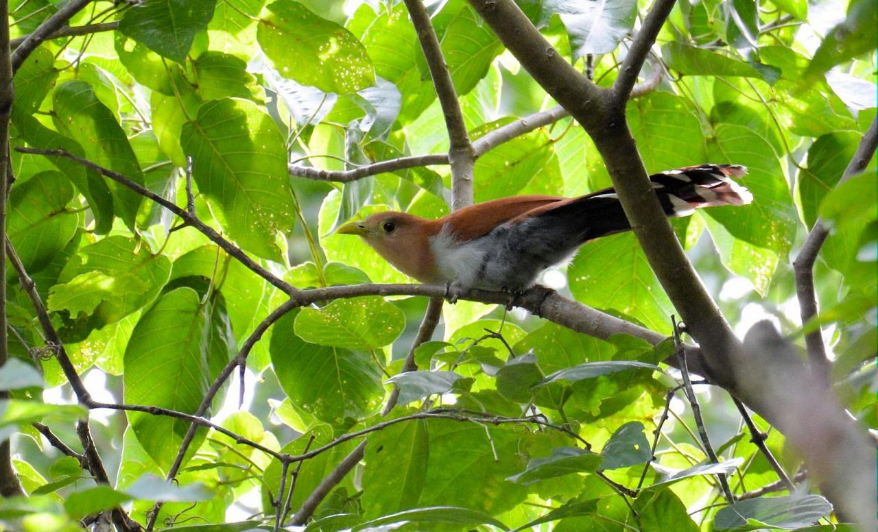 Squirrel Cuckoo, Colombia Nature Tour, Colombia Birding Tour, Santa Marta, Naturalist Journeys