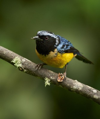 Buff-breasted Mountain Tanager, Birding Ecuador, Bird watching Ecuador, Ecuador, South American Birds, Naturalist Journeys, Wildlife Tour, Wildlife Photography, Ecotourism, Specialty Birds, Endemic Birds, Birding Hotspot