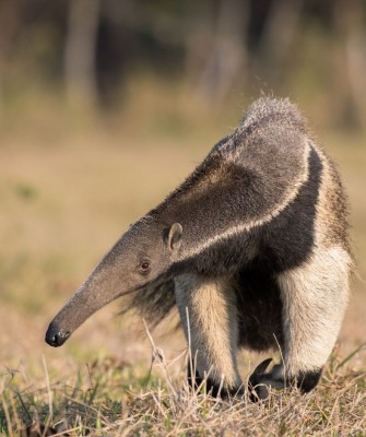 Giant Anteater, Birding Ecuador, Bird watching Ecuador, Ecuador, South American Birds, Naturalist Journeys, Wildlife Tour, Wildlife Photography, Ecotourism, Specialty Birds, Endemic Birds, Birding Hotspot