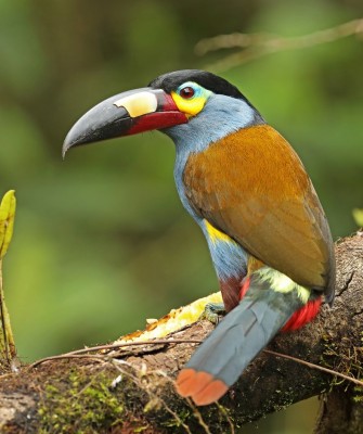 Plate-billed Mountain Toucan, Birding Ecuador, Bird watching Ecuador, Ecuador, South American Birds, Naturalist Journeys, Wildlife Tour, Wildlife Photography, Ecotourism, Specialty Birds, Endemic Birds, Birding Hotspot