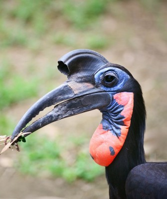 Abyssinian Ground-Hornbill