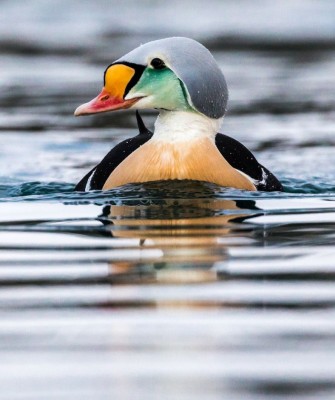 King Eider, Birding Arctic Canada, Bird watching, Newfoundland, Sable Islands, Novascotia, Naturalist Journeys, Wildlife Tour, Wildlife Photography, Ecotourism, Specialty Birds, Endemic Birds, Birding Hotspot, Cruise