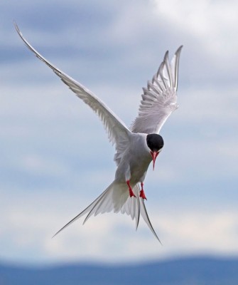 Arctic Tern, Birding Arctic Canada, Bird watching, Newfoundland, Sable Islands, Novascotia, Naturalist Journeys, Wildlife Tour, Wildlife Photography, Ecotourism, Specialty Birds, Endemic Birds, Birding Hotspot, Cruise
