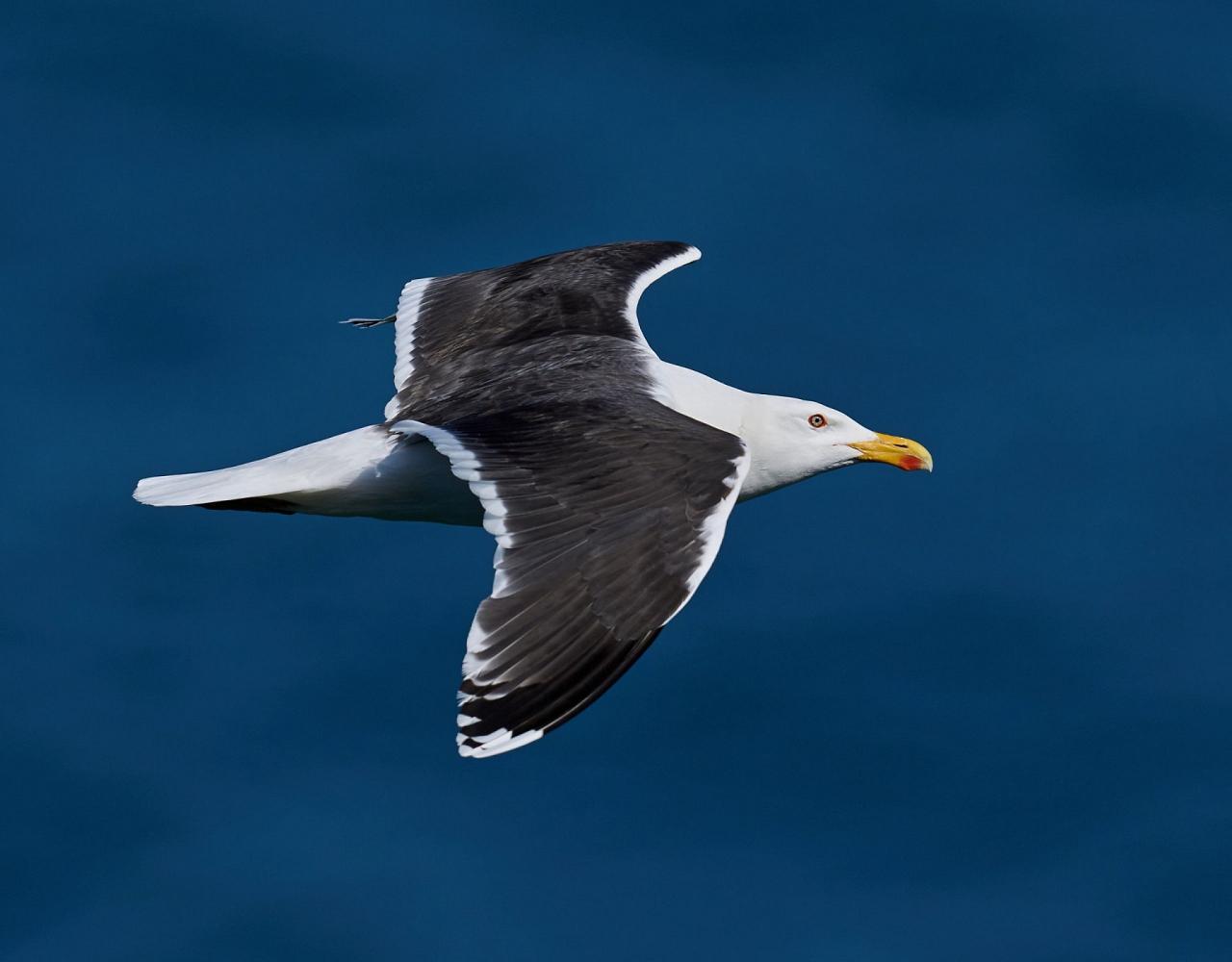 Birding Arctic Canada, Bird watching, Newfoundland, Sable Islands, Novascotia, Naturalist Journeys, Wildlife Tour, Wildlife Photography, Ecotourism, Specialty Birds, Endemic Birds, Birding Hotspot, Cruise