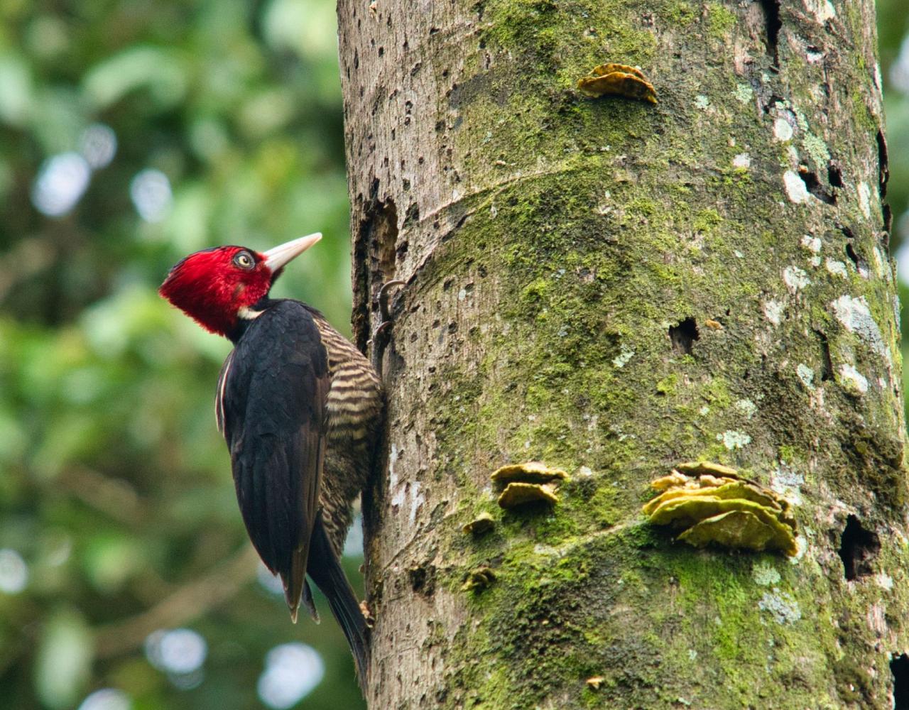 Birding Mexico, Bird watching Mexico, Oaxaca, Mexico, North American Birds, Naturalist Journeys, Wildlife Tour, Wildlife Photography, Ecotourism, Specialty Birds, Endemic Birds, Birding Hotspot 