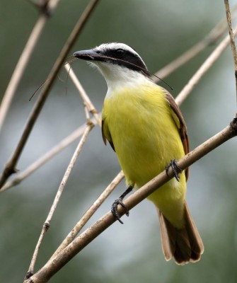 Great Kiskadee, Birding Mexico, Bird watching Mexico, Oaxaca, Mexico, North American Birds, Naturalist Journeys, Wildlife Tour, Wildlife Photography, Ecotourism, Specialty Birds, Endemic Birds, Birding Hotspot 