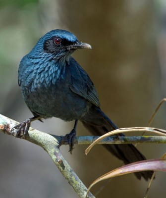 Blue Mockingbird, Birding Mexico, Bird watching Mexico, Oaxaca, Mexico, North American Birds, Naturalist Journeys, Wildlife Tour, Wildlife Photography, Ecotourism, Specialty Birds, Endemic Birds, Birding Hotspot 