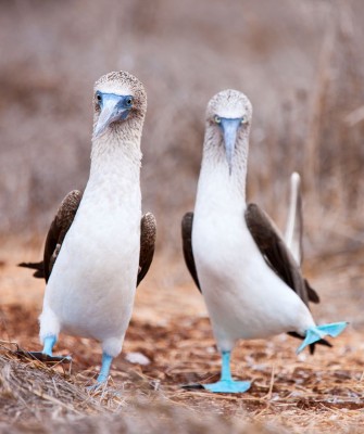 Blue-footed Booby, Birding Galapagos, Bird watching Galapagos, Galápagos Islands, South American Birds, Naturalist Journeys, Wildlife Tour, Wildlife Photography, Ecotourism, Specialty Birds, Endemic Birds, Birding Hotspot, Cruise