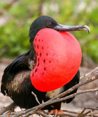 Magnificent Frigatebird, Birding Galapagos, Bird watching Galapagos, Galápagos Islands, South American Birds, Naturalist Journeys, Wildlife Tour, Wildlife Photography, Ecotourism, Specialty Birds, Endemic Birds, Birding Hotspot, Cruise