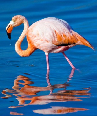 American Flamingo, Birding Galapagos, Bird watching Galapagos, Galápagos Islands, South American Birds, Naturalist Journeys, Wildlife Tour, Wildlife Photography, Ecotourism, Specialty Birds, Endemic Birds, Birding Hotspot, Cruise