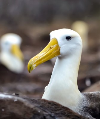 Waved Albatross, Birding Galapagos, Bird watching Galapagos, Galápagos Islands, South American Birds, Naturalist Journeys, Wildlife Tour, Wildlife Photography, Ecotourism, Specialty Birds, Endemic Birds, Birding Hotspot, Cruise