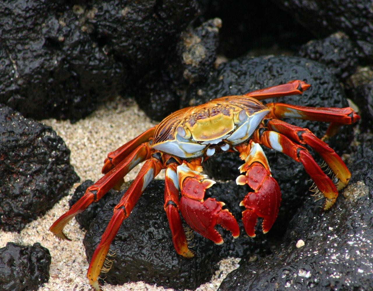 Birding Galapagos, Bird watching Galapagos, Galápagos Islands, South American Birds, Naturalist Journeys, Wildlife Tour, Wildlife Photography, Ecotourism, Specialty Birds, Endemic Birds, Birding Hotspot, Cruise