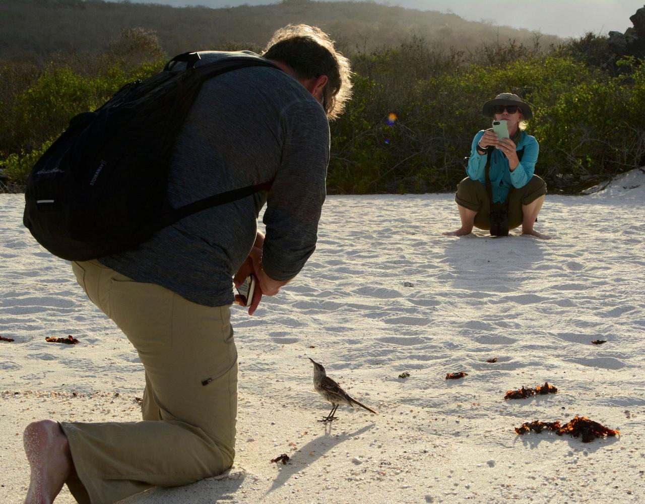 Birding Galapagos, Bird watching Galapagos, Galápagos Islands, South American Birds, Naturalist Journeys, Wildlife Tour, Wildlife Photography, Ecotourism, Specialty Birds, Endemic Birds, Birding Hotspot, Cruise