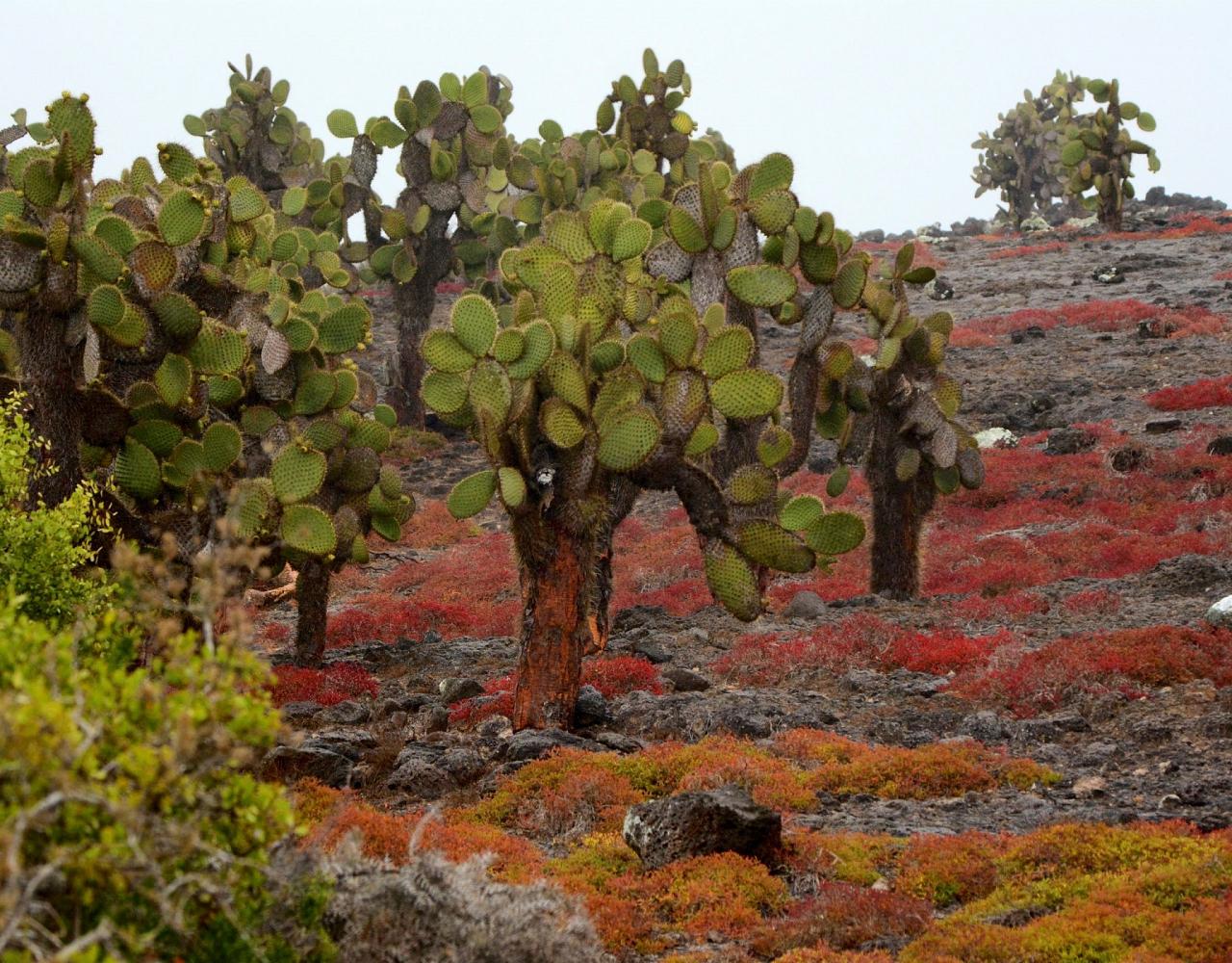 Birding Galapagos, Bird watching Galapagos, Galápagos Islands, South American Birds, Naturalist Journeys, Wildlife Tour, Wildlife Photography, Ecotourism, Specialty Birds, Endemic Birds, Birding Hotspot, Cruise