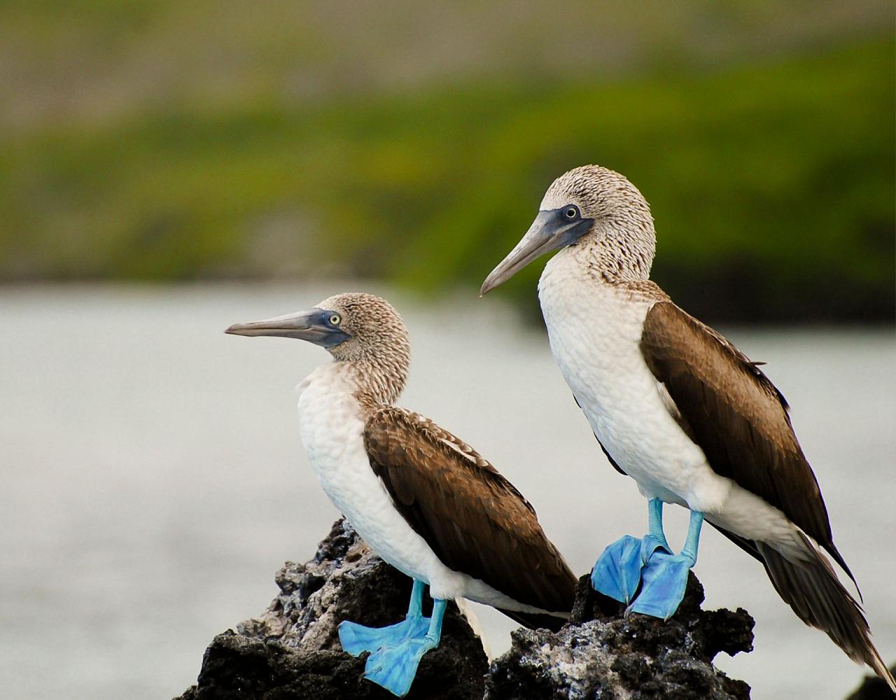 Birding Galapagos, Bird watching Galapagos, Galápagos Islands, South American Birds, Naturalist Journeys, Wildlife Tour, Wildlife Photography, Ecotourism, Specialty Birds, Endemic Birds, Birding Hotspot, Cruise