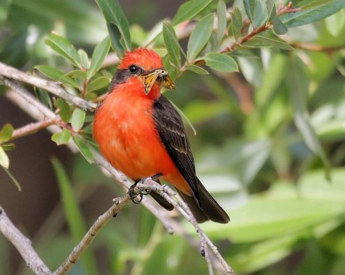 Vermilion Flycatcher, Southeast Arizona, Arizona, Arizona Nature Tour, Arizona Birding Tour, Naturalist Journeys