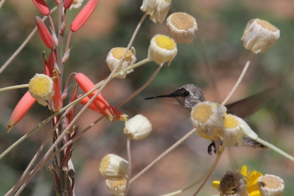 Black-chinned Hummingbird, Southeast Arizona, Arizona, Arizona Nature Tour, Arizona Birding Tour, Naturalist Journeys