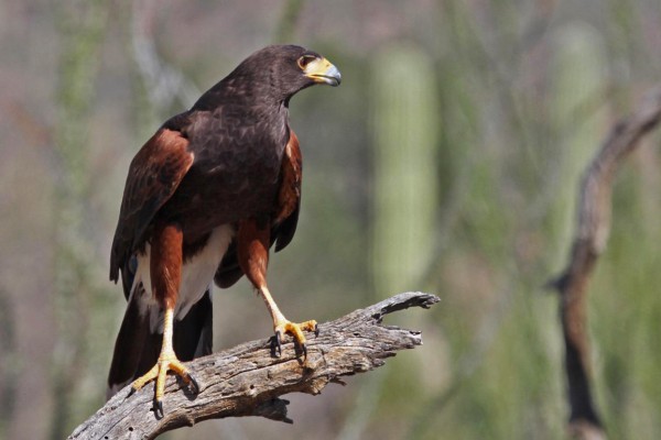 Harris's Hawk, Southeast Arizona, Arizona, Arizona Nature Tour, Arizona Birding Tour, Naturalist Journeys