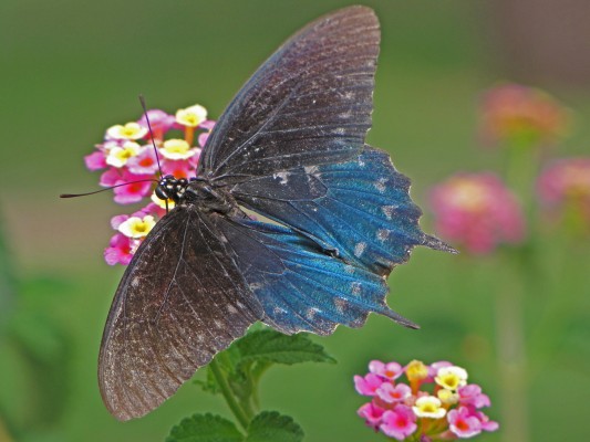 Butterfly, Southeast Arizona, Arizona, Arizona Nature Tour, Arizona Birding Tour, Naturalist Journeys