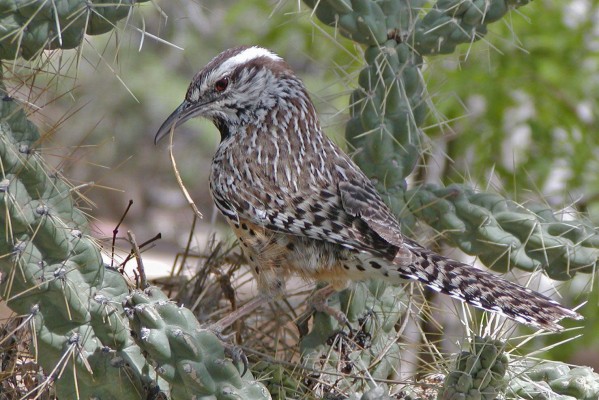 Cactus Wren, Southeast Arizona, Arizona, Arizona Nature Tour, Arizona Birding Tour, Naturalist Journeys