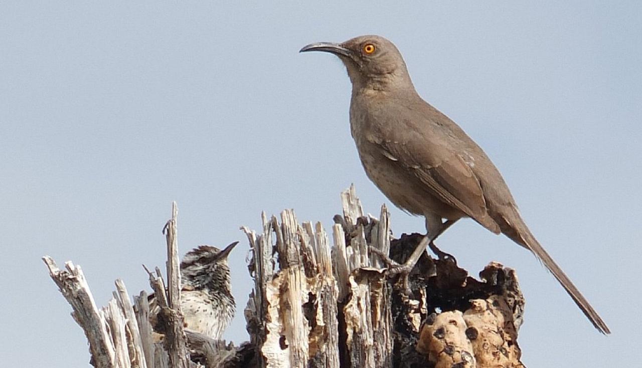 Curve-billed Thrasher, Southeast Arizona, Arizona, Arizona Nature Tour, Arizona Birding Tour, Naturalist Journeys